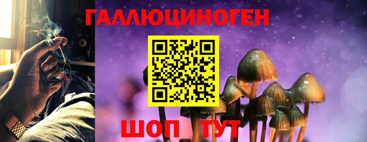 Псилоцибиновые грибы Psilocybe Армавир